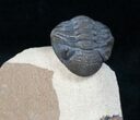 Curled Phacops Trilobite - Beautiful Shell Coloration #12238-1